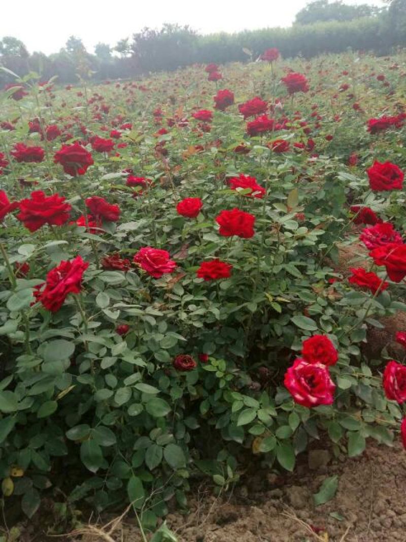 品种月季50~60cm基地直销四季开花营养杯发货