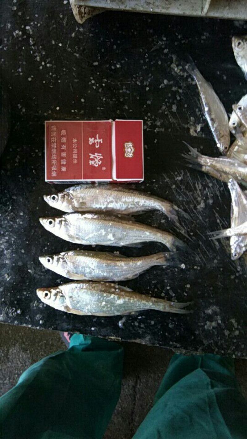 翘嘴白1~1.5斤