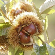 油栗大标菜栗种