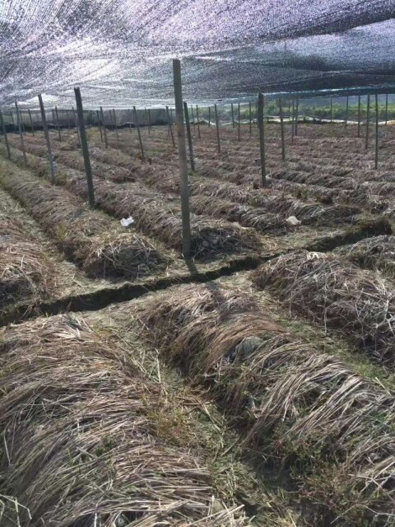 干竹荪一级
