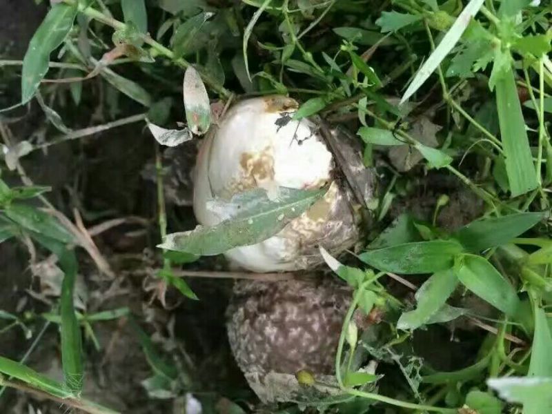 干竹荪一级