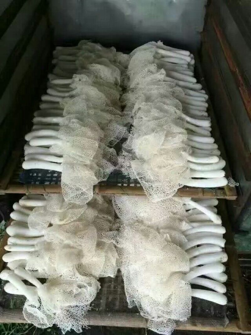 干竹荪一级