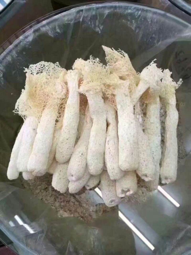 干竹荪一级