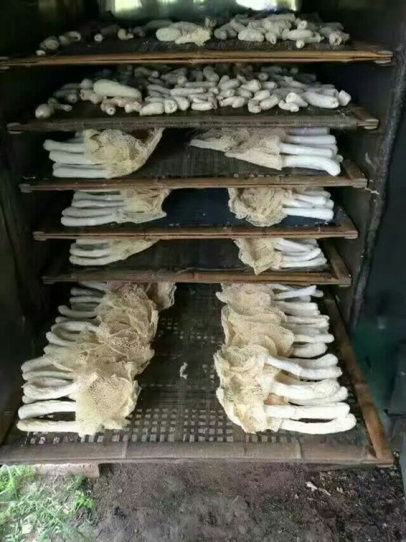 干竹荪一级