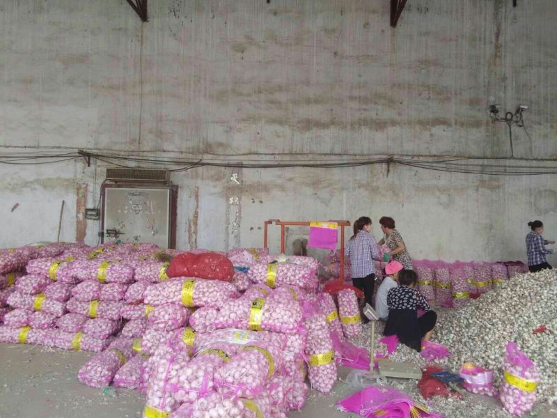中牟精品蒜扒米电商【诚信实力代办】批发量大可全国发货