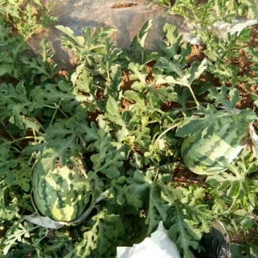 金城5号头茬瓜，个头均匀，襄红，味甜口感甜中带沙。