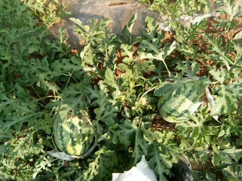 金城5号头茬瓜，个头均匀，襄红，味甜口感甜中带沙。