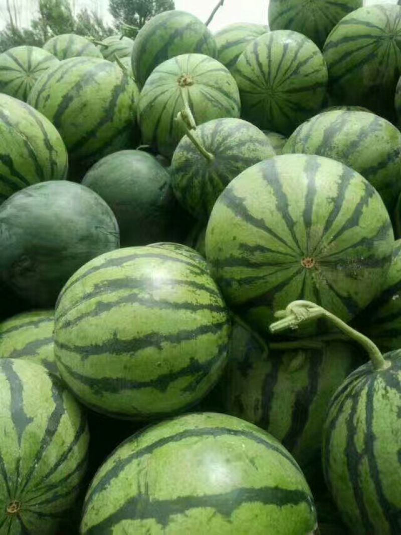 金城5号头茬瓜，个头均匀，襄红，味甜口感甜中带沙。