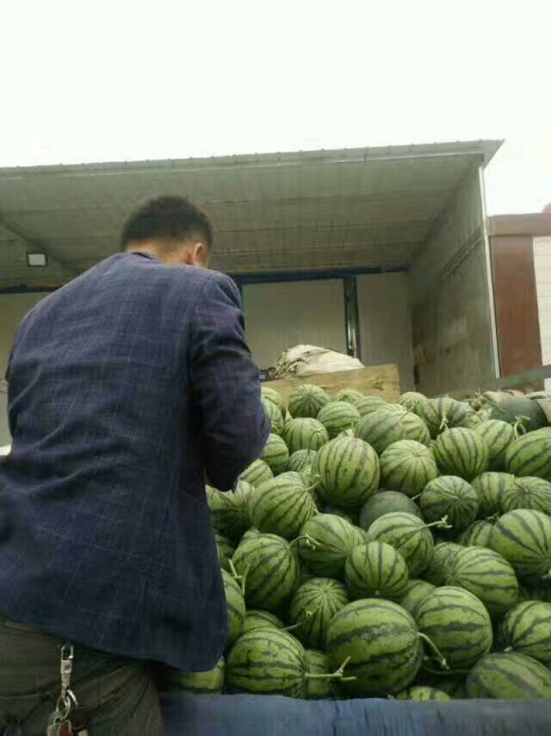 金城5号头茬瓜，个头均匀，襄红，味甜口感甜中带沙。
