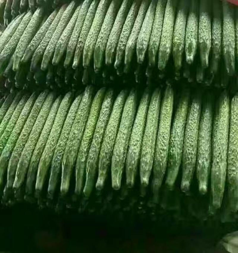 黄瓜