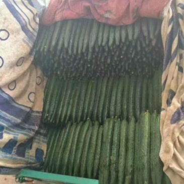 黄瓜