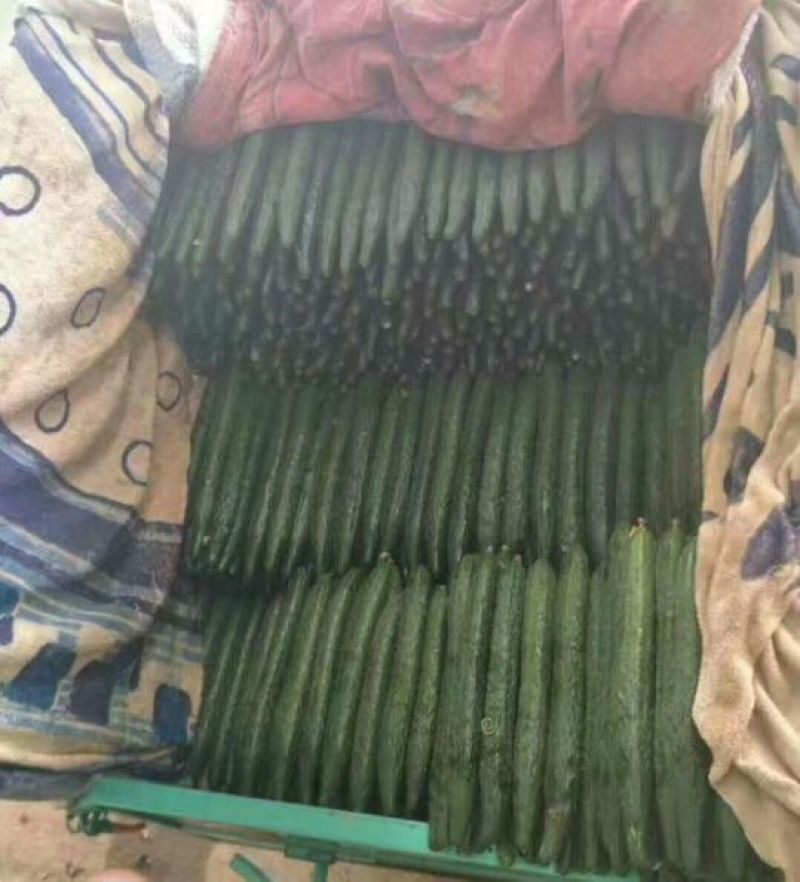 黄瓜