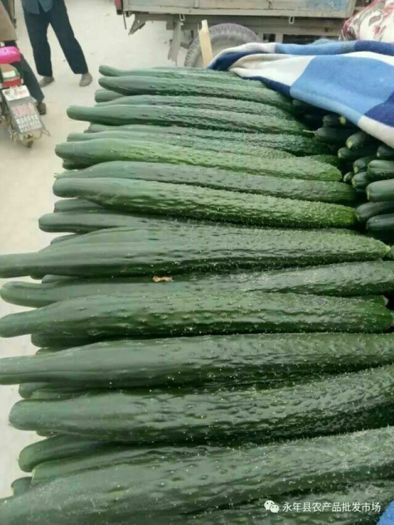 黄瓜
