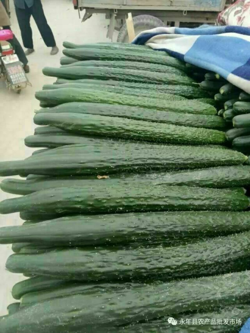 黄瓜