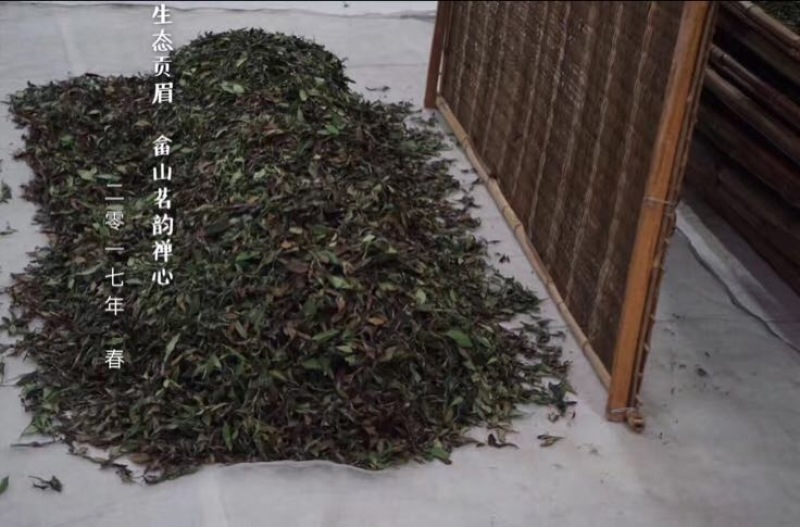 福鼎白茶
