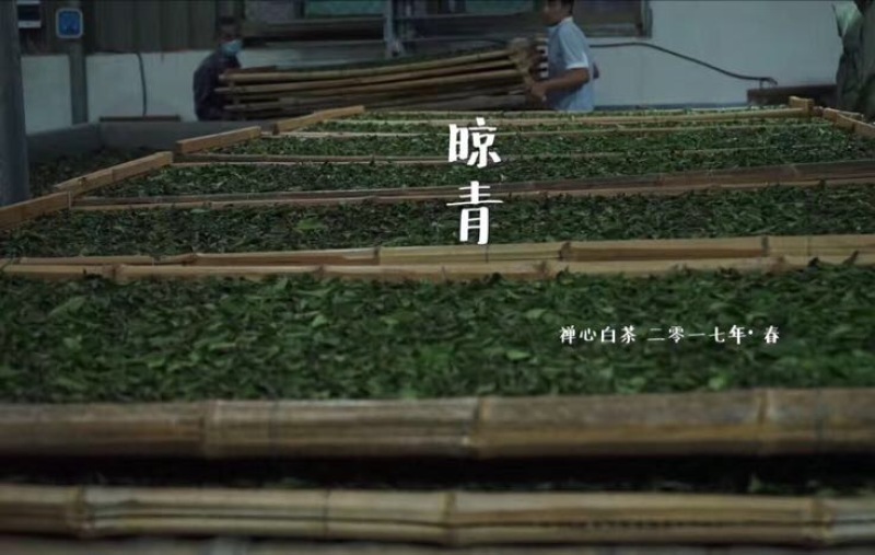 福鼎白茶