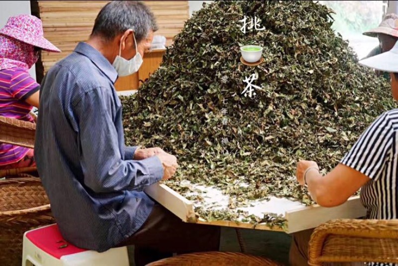 福鼎白茶