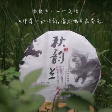 福鼎白茶