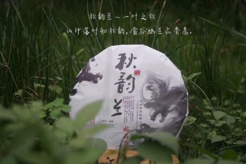 福鼎白茶