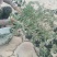 黑枸杞头茬干货