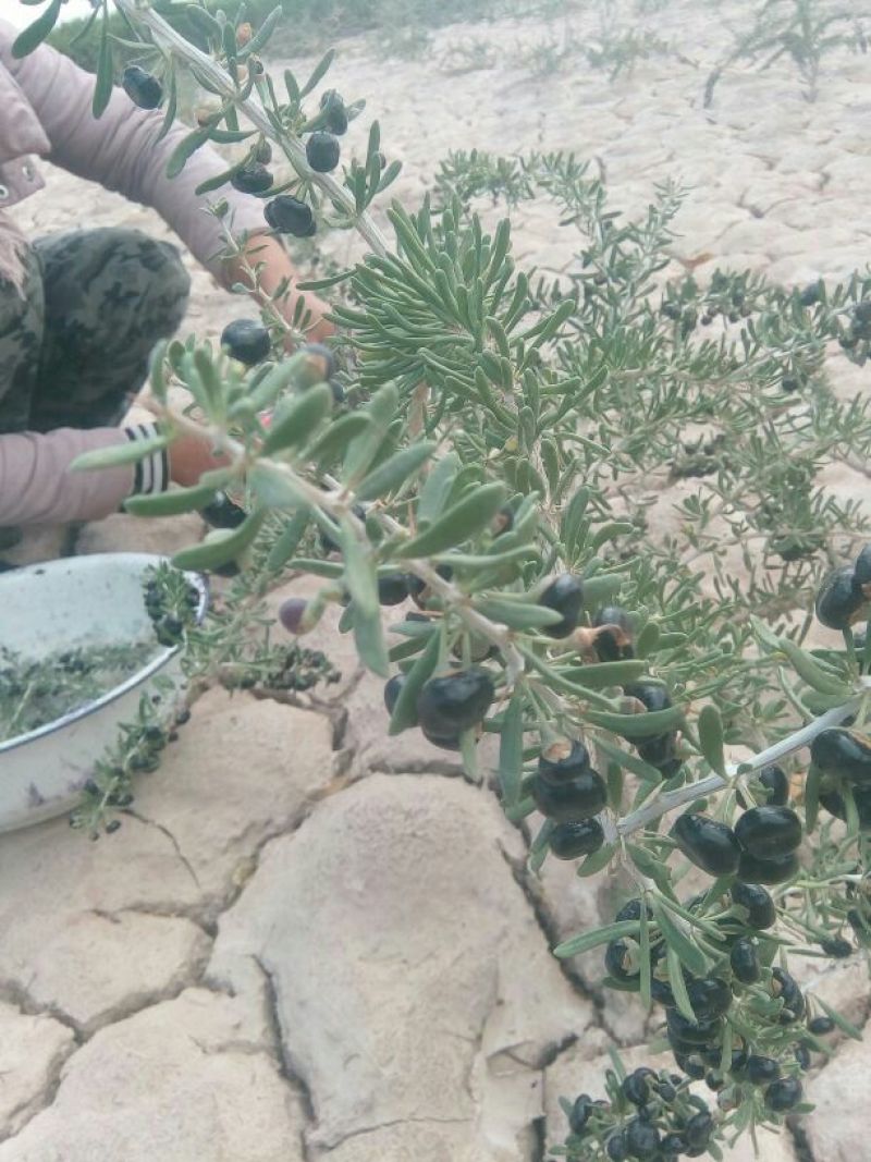 黑枸杞头茬干货