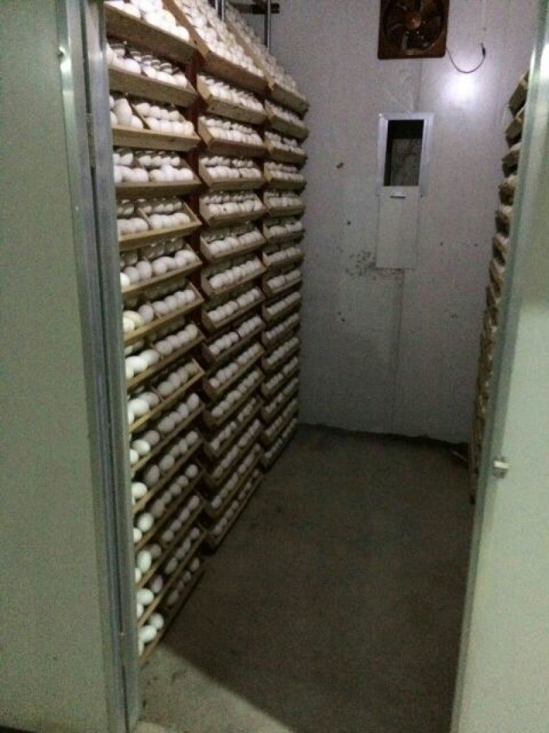 鹅苗250g以下