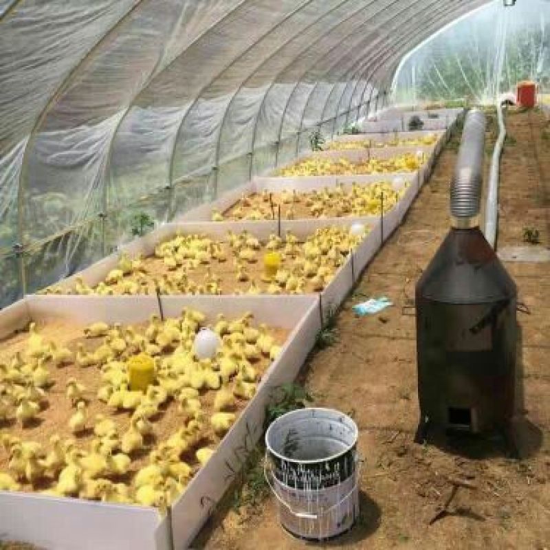 狮头鹅苗250g以下