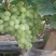 维多利亚葡萄5%以下1~2斤