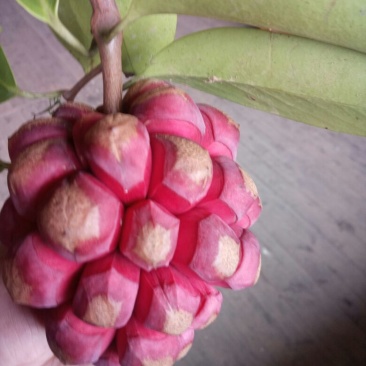 布福娜果黑老虎果300~600g