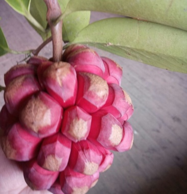 布福娜果黑老虎果300600g