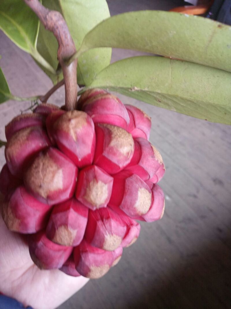 布福娜果黑老虎果300~600g