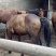蒙古马200~300kg