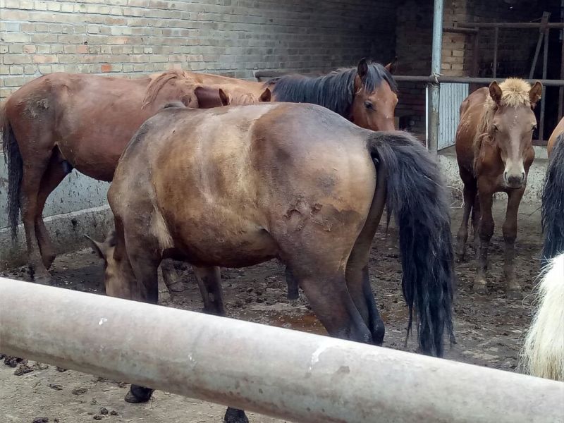 蒙古马200~300kg