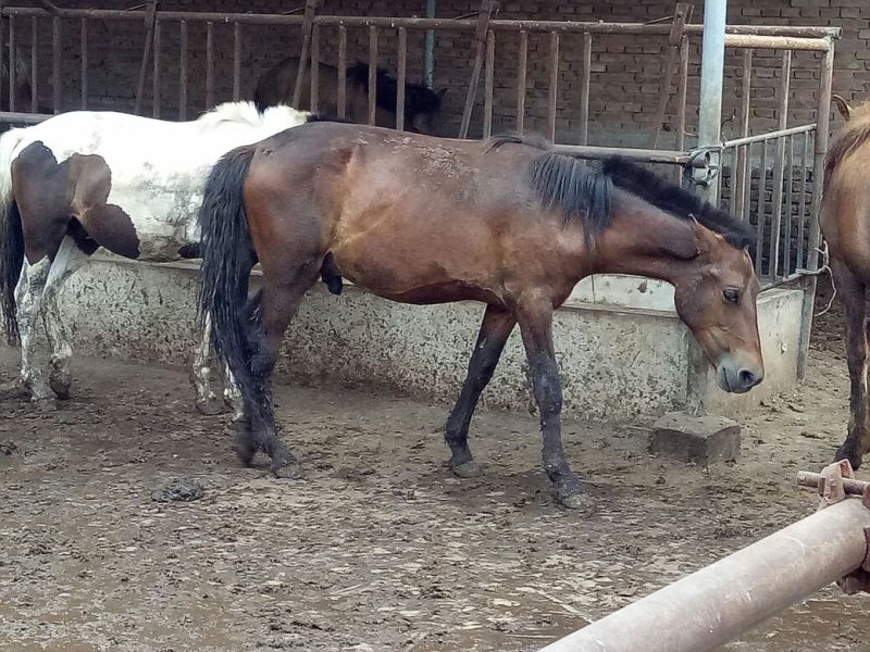 蒙古马200~300kg