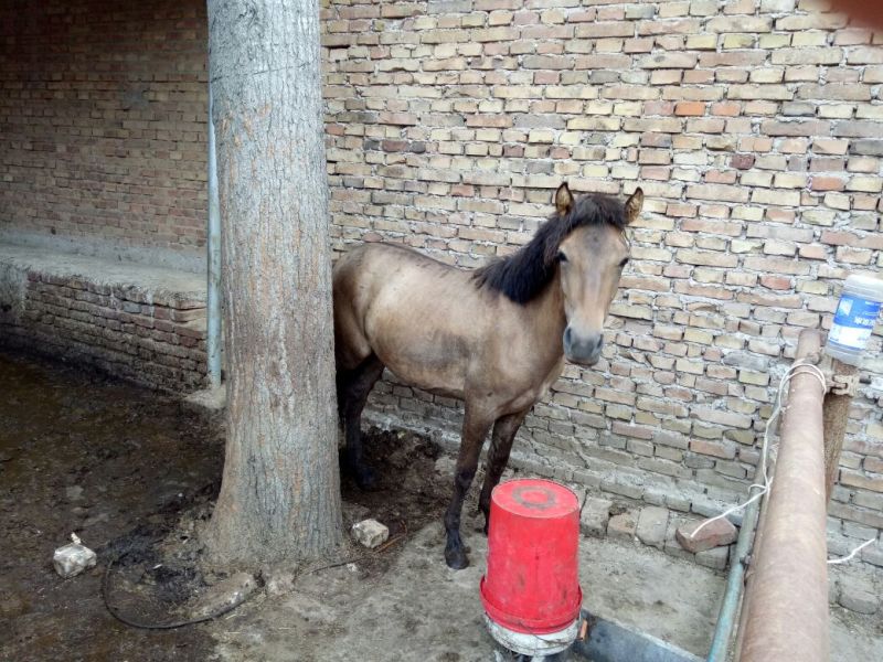 蒙古马200~300kg