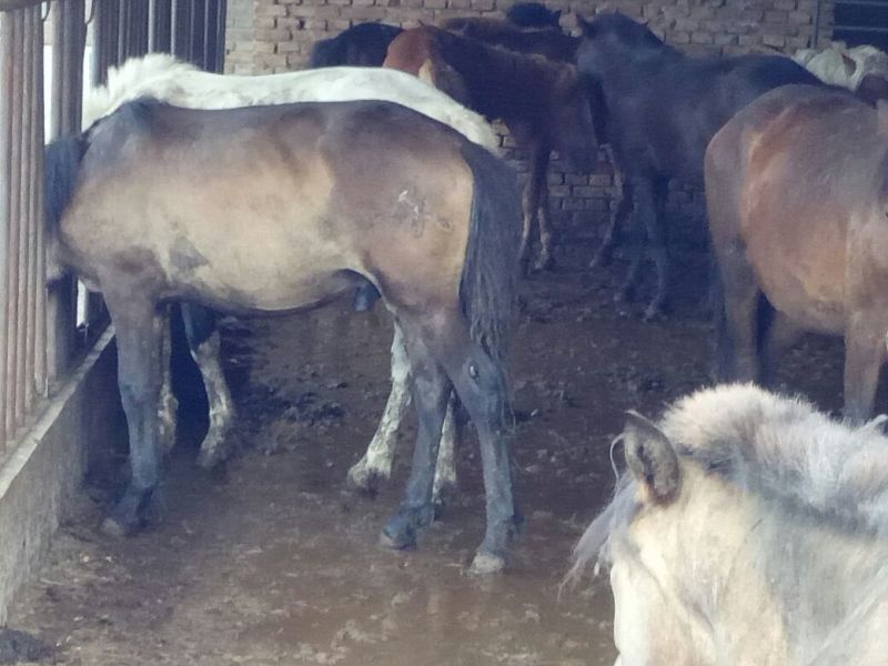 蒙古马200~300kg