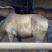 蒙古马200~300kg