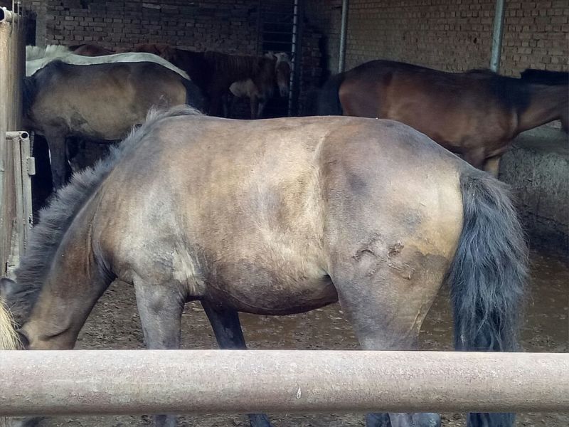 蒙古马200~300kg