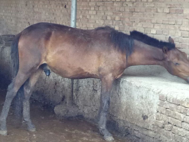 蒙古马200~300kg