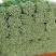 加州王芹菜（文图拉）55cm以上