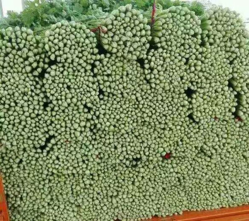 加州王芹菜（文图拉）55cm以上