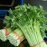 加州王芹菜（文图拉）55cm以上