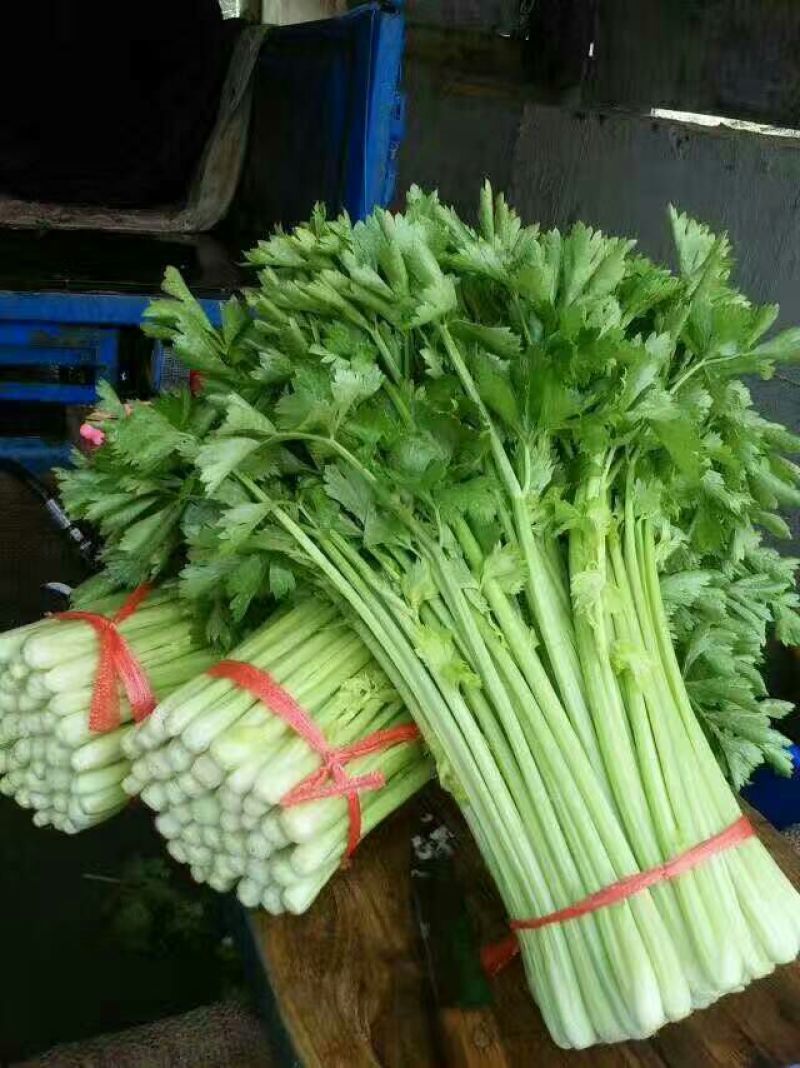 加州王芹菜（文图拉）55cm以上