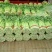 加州王芹菜（文图拉）55cm以上