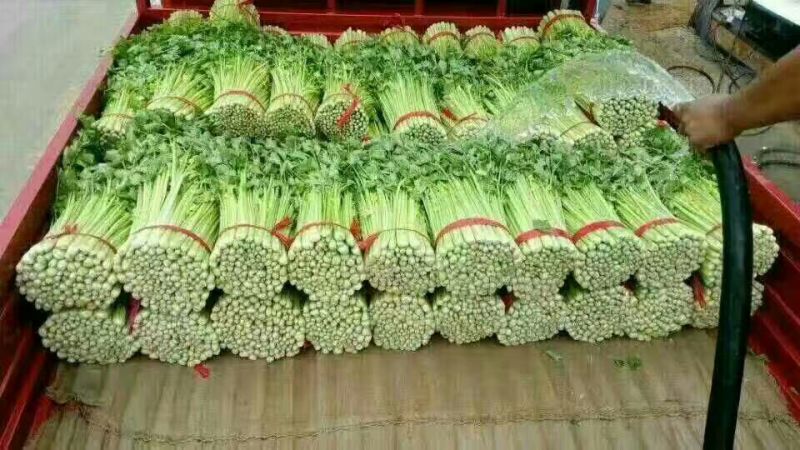 加州王芹菜（文图拉）55cm以上