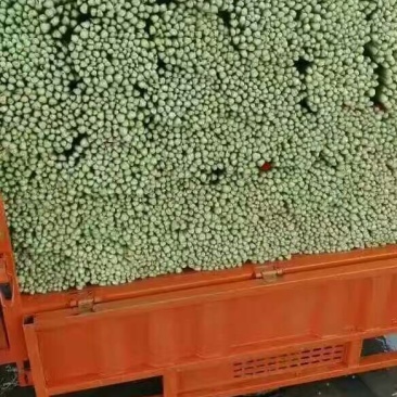 加州王芹菜（文图拉）55cm以上