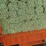 加州王芹菜（文图拉）55cm以上