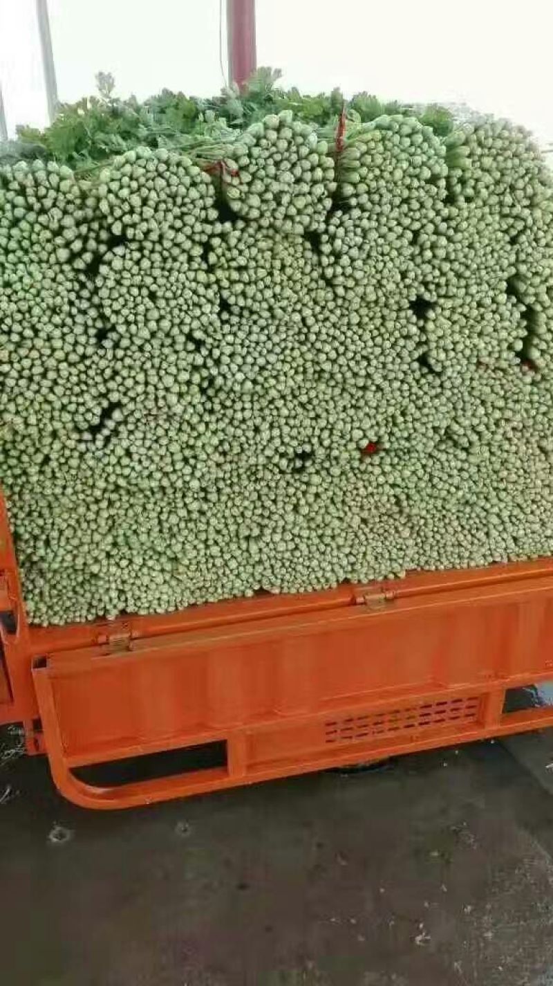 加州王芹菜（文图拉）55cm以上