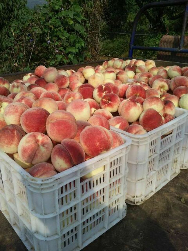 中秋蜜桃山地桃9月7号上市
