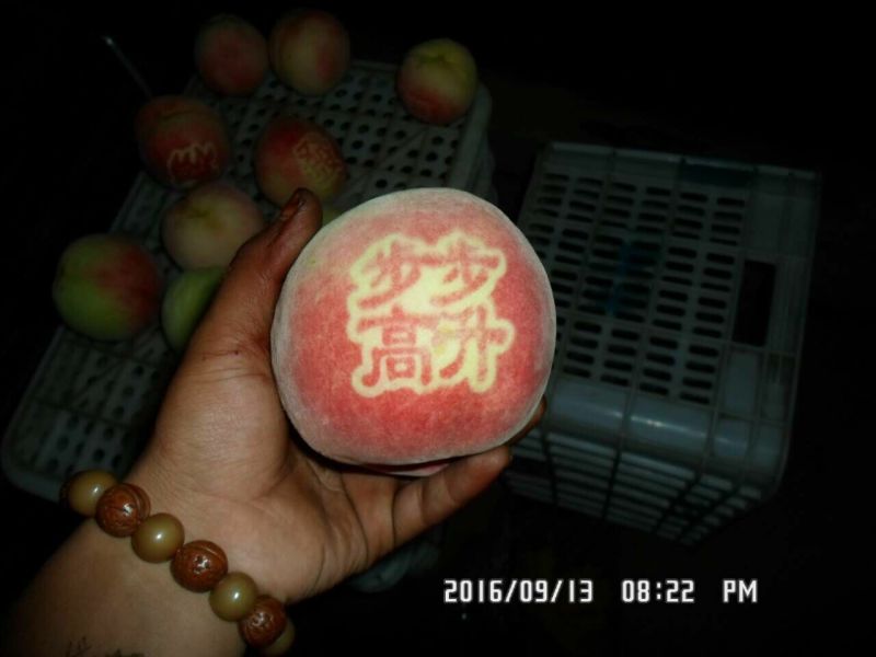 中秋蜜桃山地桃9月7号上市